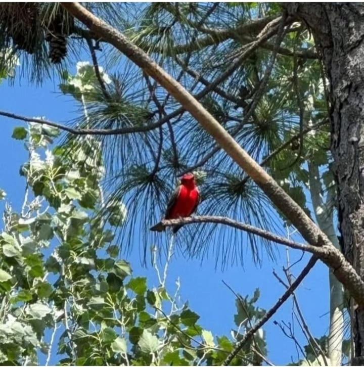 La Narcisa Villa Pehuajo Bagian luar foto
